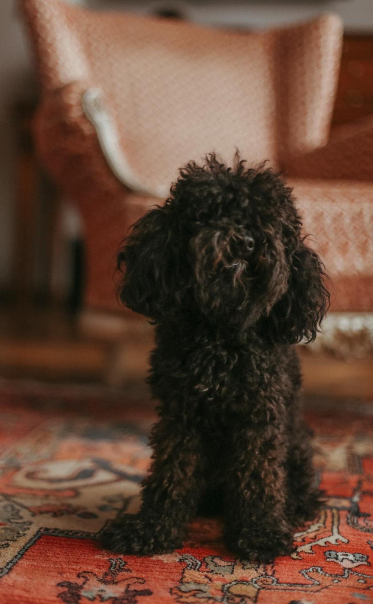 Promenade Hotel Liepaja Bagian luar foto A black toy poodle